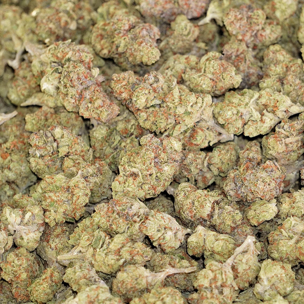 Animal Mintz x Gelato