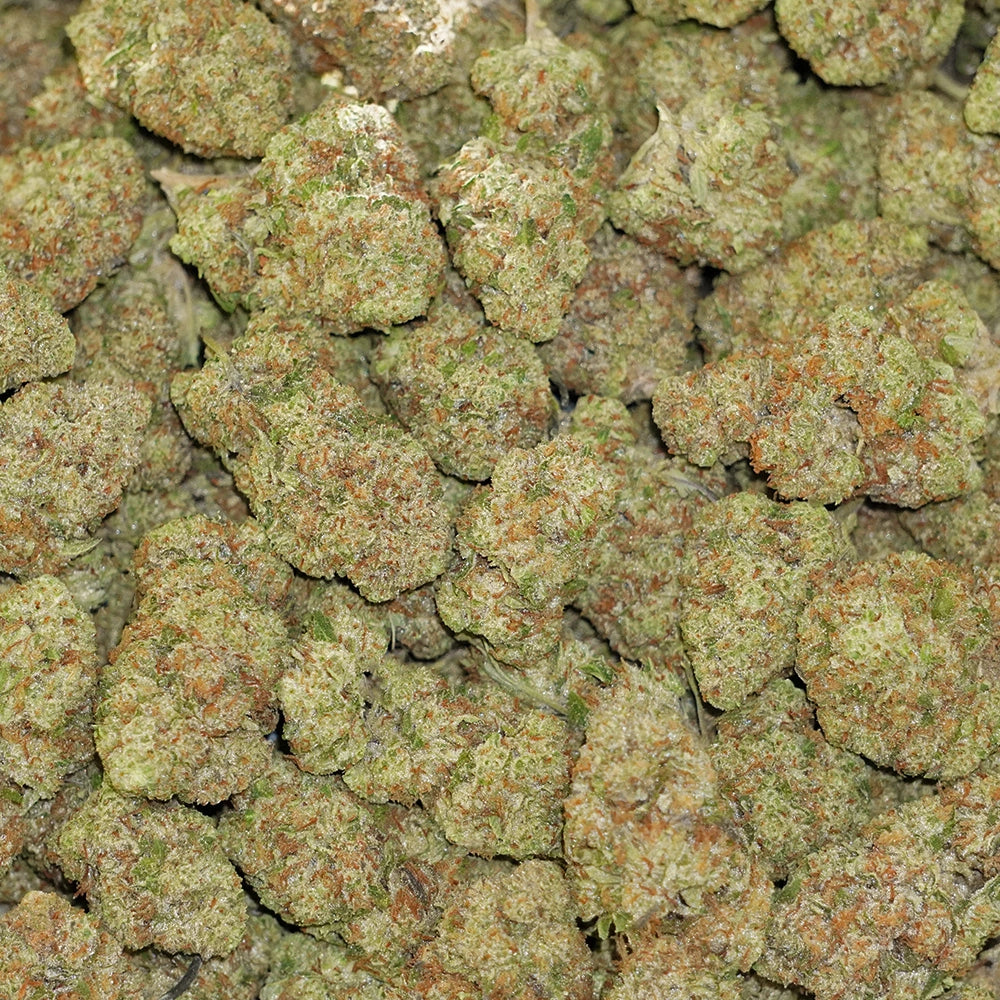 Bulk Flower - Casablanca