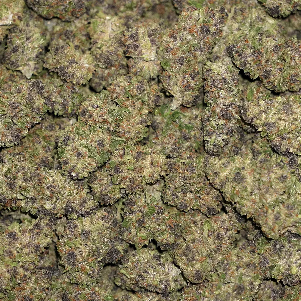 Purple Mimosa