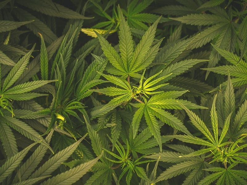 How to tell if your cannabis is high quality