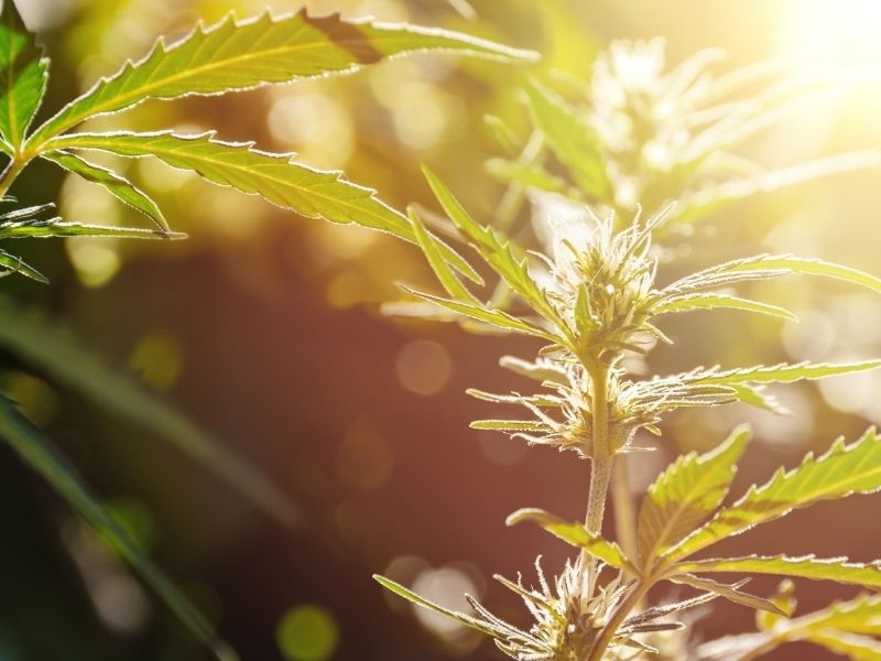 What’s the difference between THCa, Delta-8, and Delta-9?