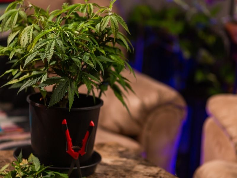 Best cannabis setups for a chill night in