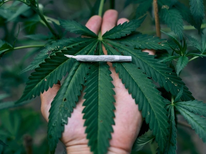 Flower vs pre-rolls: which experience suits you best?