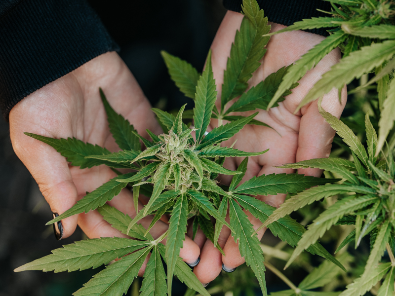 THCa vs THC: Effects, Legality, and Why People Prefer It