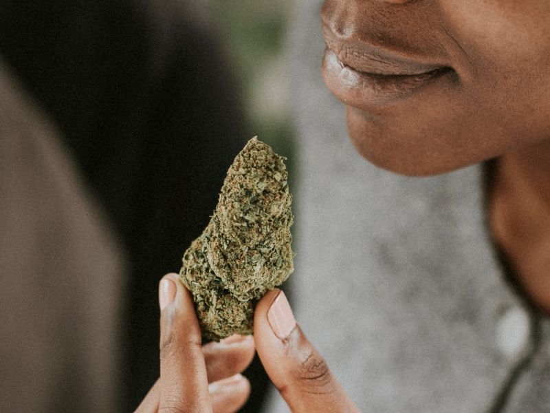 THCa vs THC: which fits your lifestyle better?
