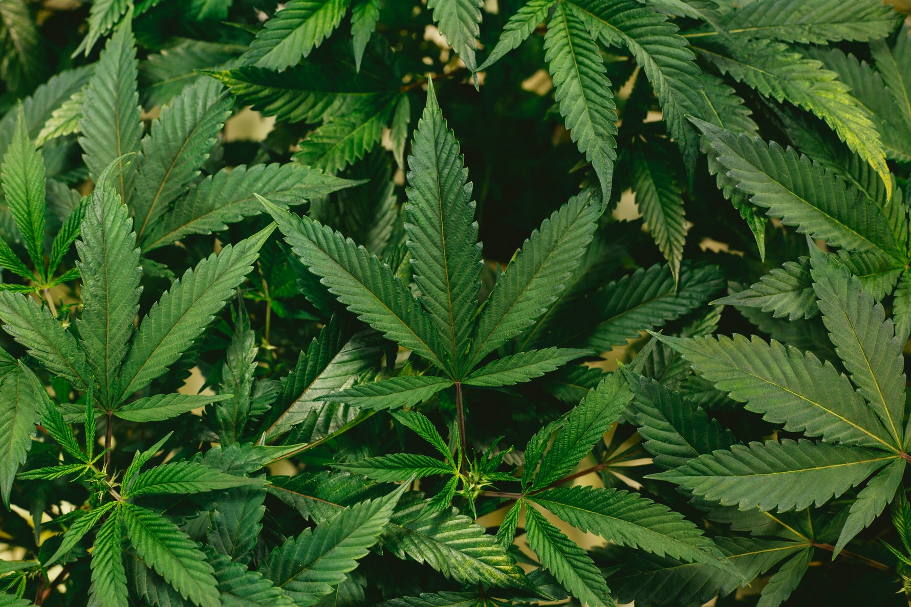What is THCa and Is It Legal?