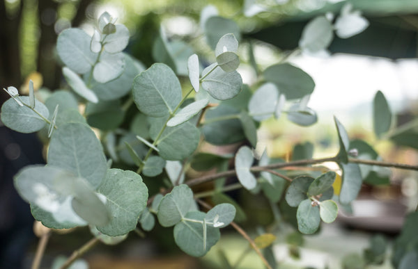 Eucalyptol