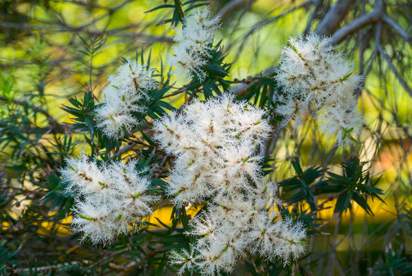 Terpinene