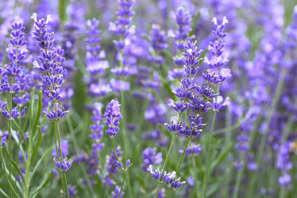 Linalool