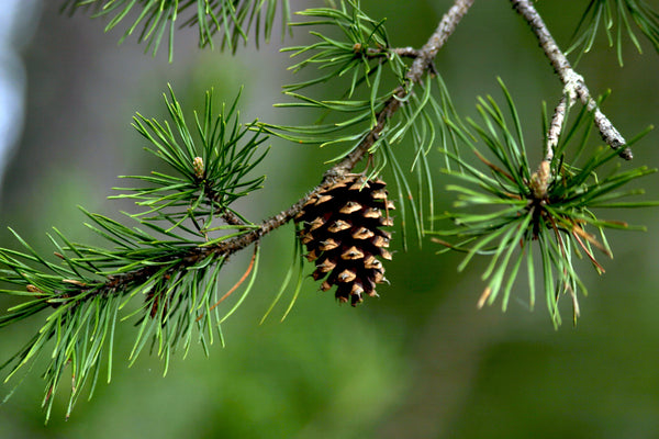 Pinene
