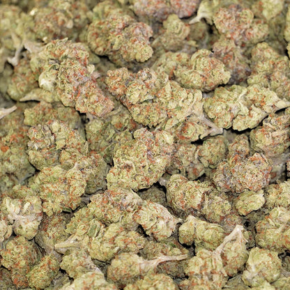 Animal Mintz x Gelato