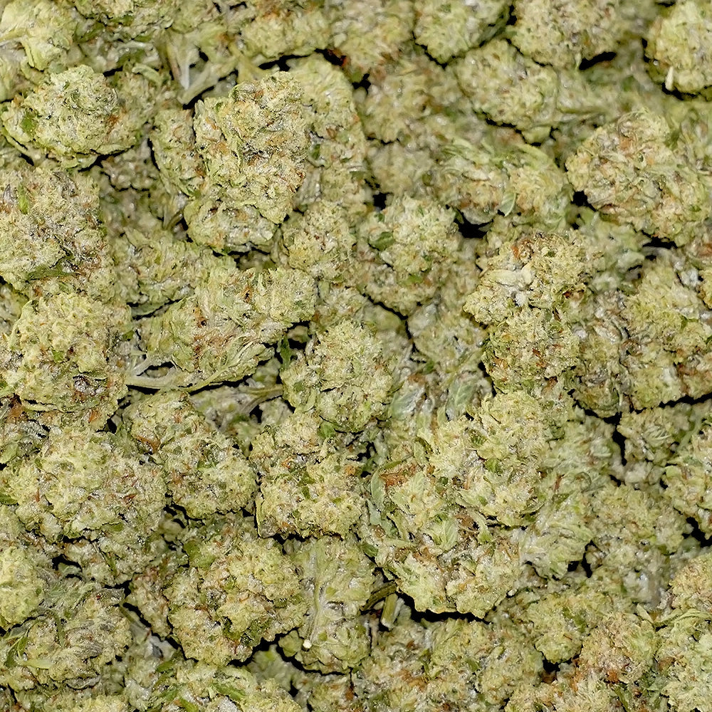 Bulk Flower - Animal Tsunami