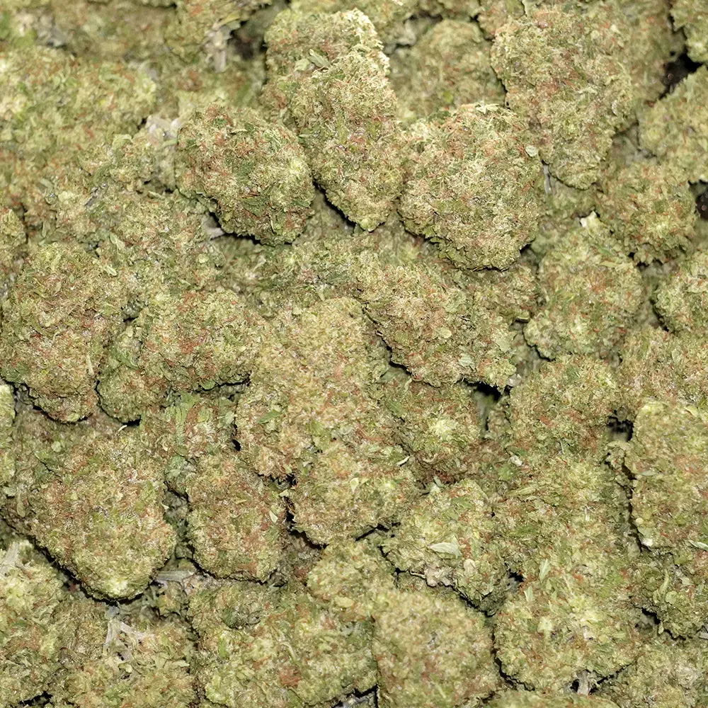 Apricot Mimosa
