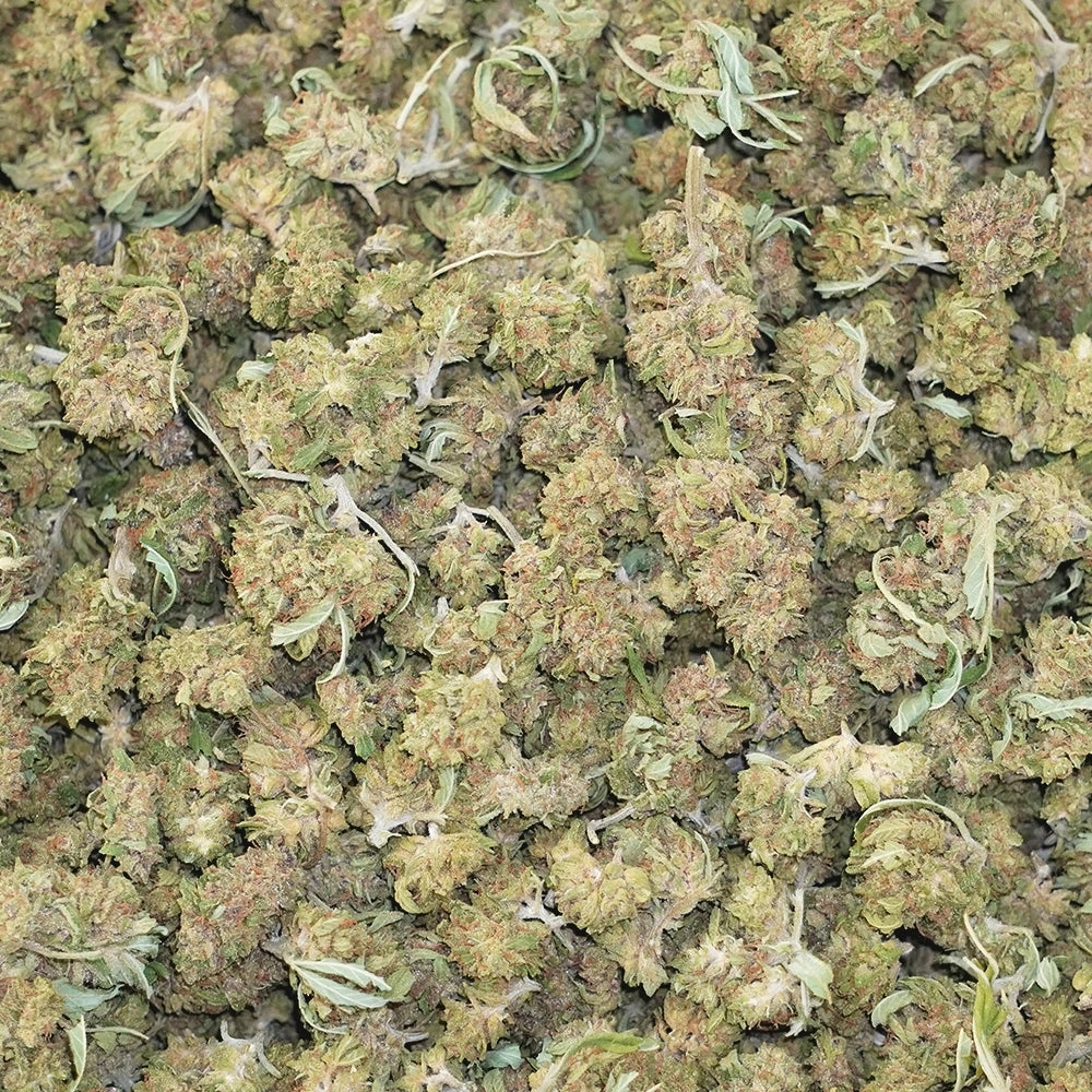 Apricot Mimosa - Smalls
