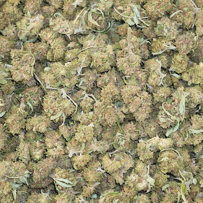 Apricot Mimosa - Smalls