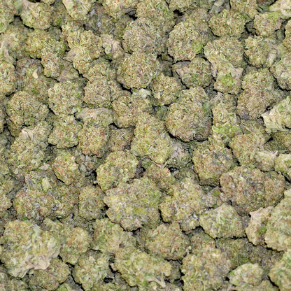 BC x WC #7
