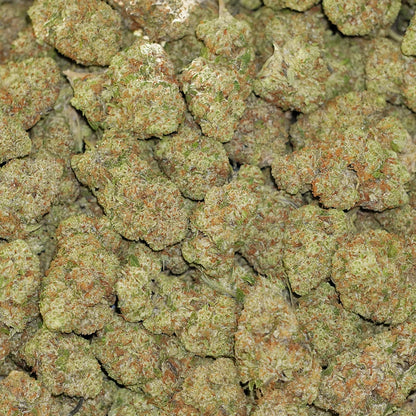 Bulk Flower - Casablanca