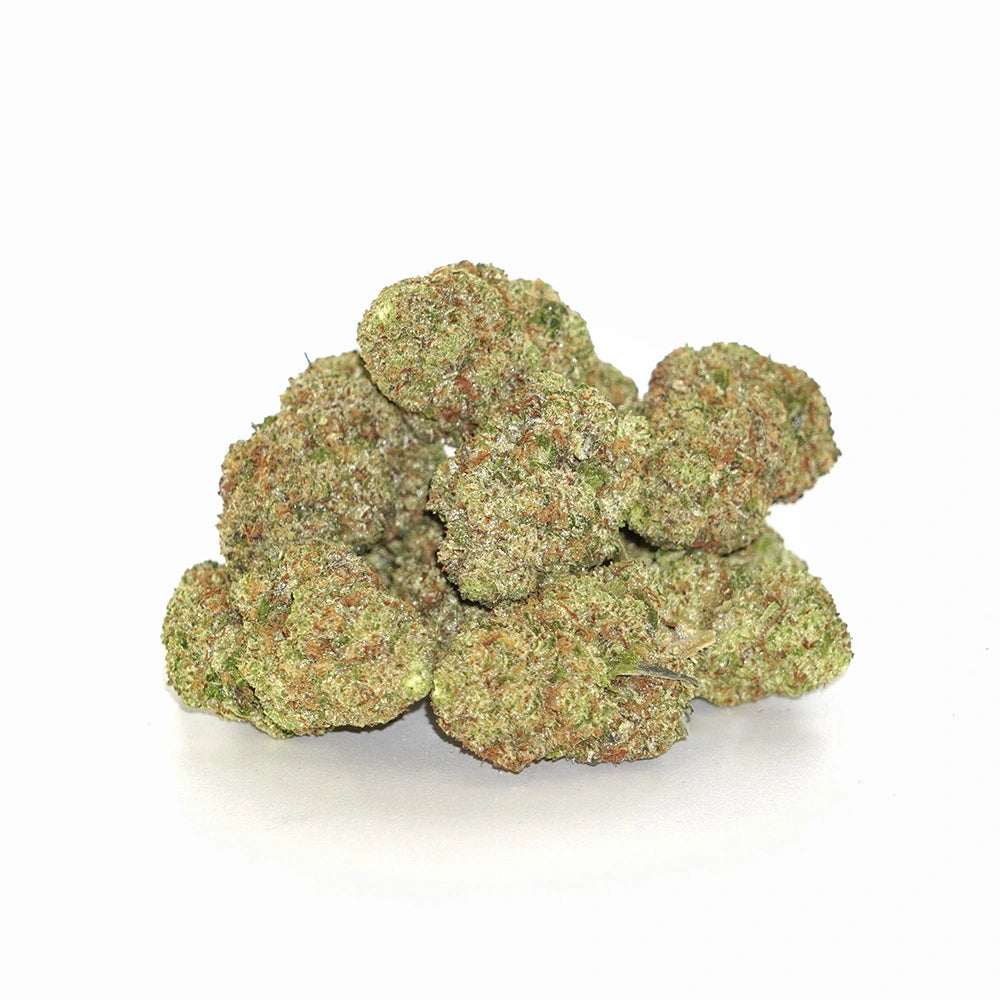 Bulk Flower - Casablanca