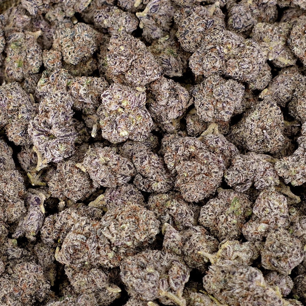 King Louie