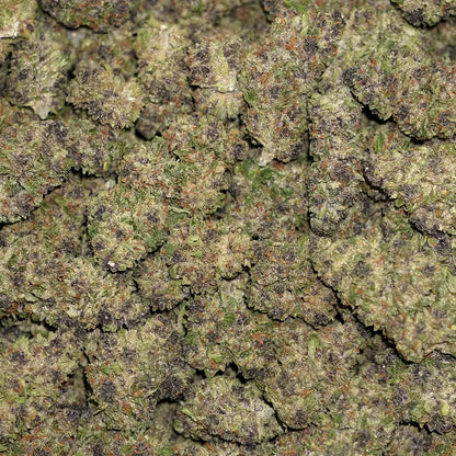 Purple Mimosa