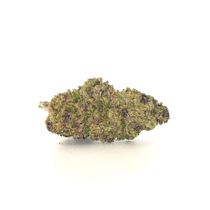 Purple Mimosa