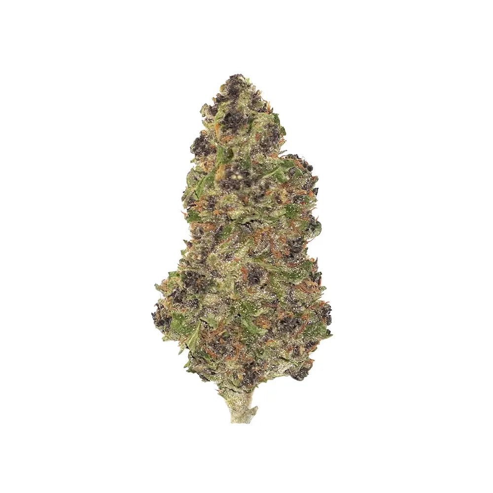 Purple Mimosa