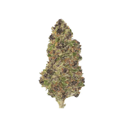 Purple Mimosa