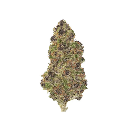 Purple Mimosa