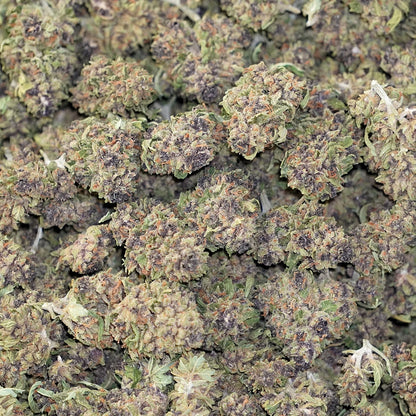 Purple Mimosa - Smalls