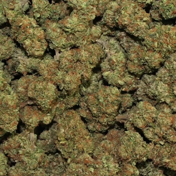 Jager Mendo High THCa Hemp - Greenhouse - Image 5