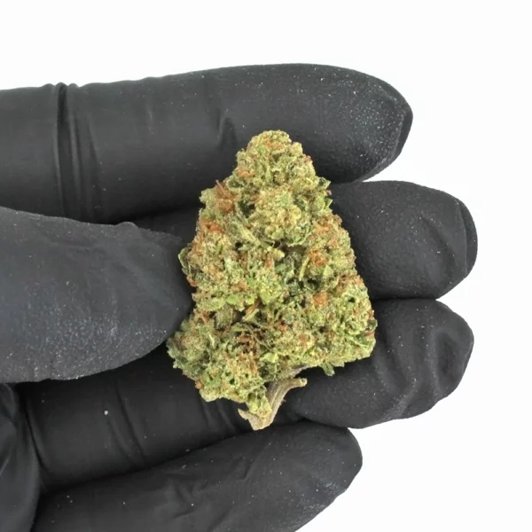 Jager Mendo High THCa Hemp - Greenhouse - Image 3