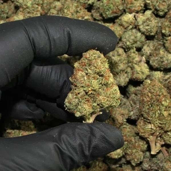 Jager Mendo High THCa Hemp - Greenhouse - Image 4