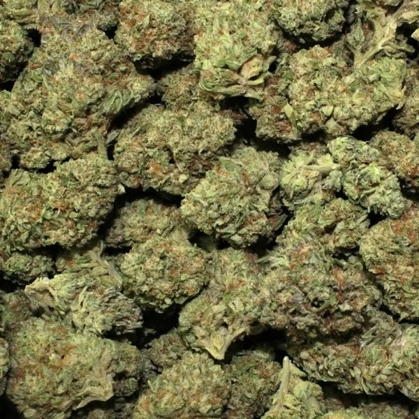 White Runtz High THCa Hemp - Greenhouse - Image 4